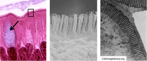 Simple columnar epithelium with microvilli and goblet cells