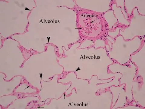 Simple Squamous Epithelium in Lung Alveoli
