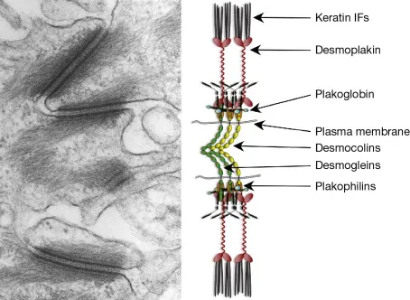 Desmosome ultrastructure with EM and molecular diagram
