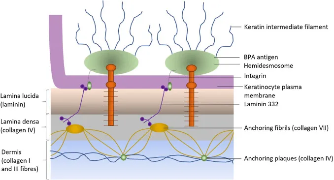 Hemidesmosome structure and connections to basement membrane