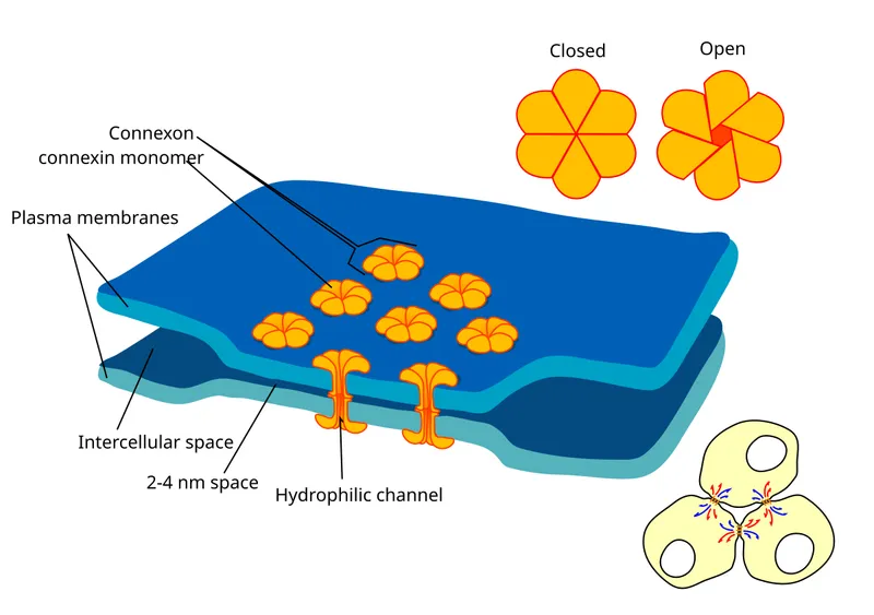 Gap Junction Diagram: Connexin, Connexon, and Cell Membranes