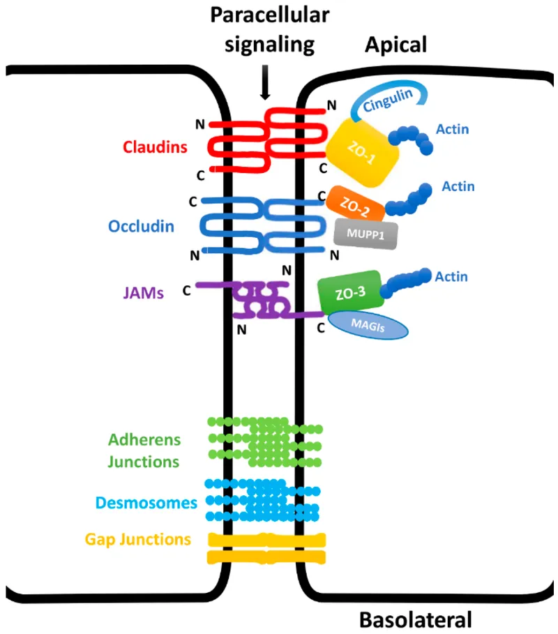 Epithelial Junctions: Tight, Adherens, Desmosomes, Gap