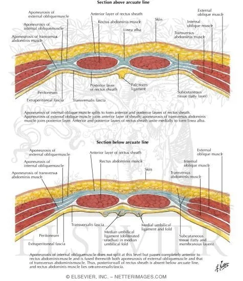 Rectus sheath above and below arcuate line