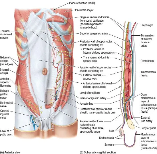 Abdominal wall fascia and rectus sheath in sagittal view