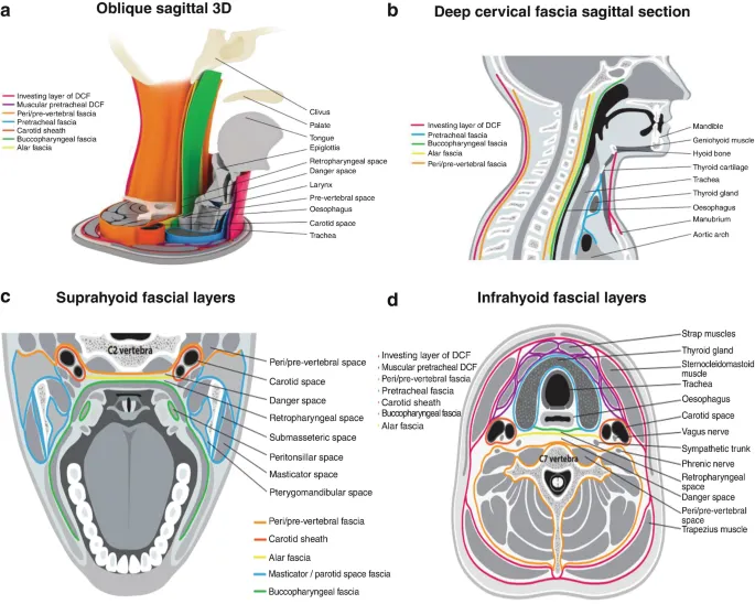 Deep neck fascial spaces: sagittal and axial views
