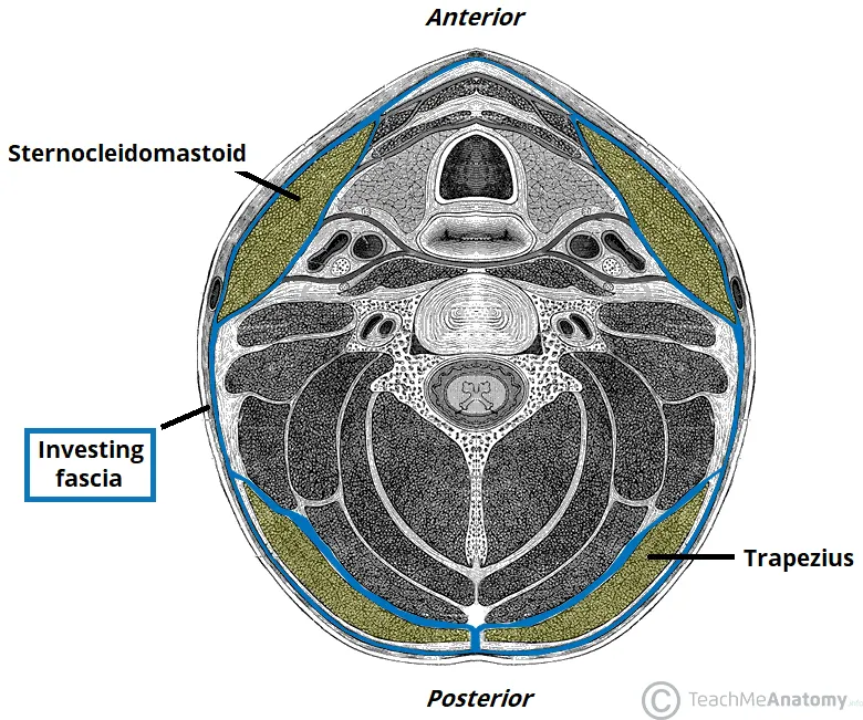 Cross-section of cervical fascia layers