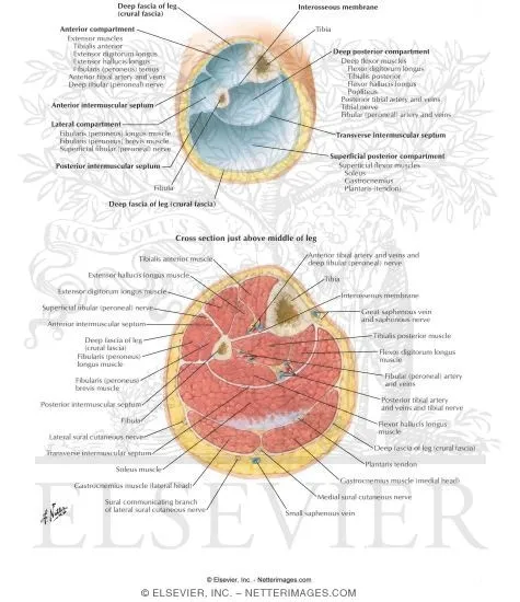 Leg Fascial Compartments Cross-Section
