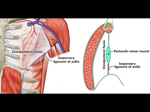 Clavipectoral fascia and suspensory ligament of axilla