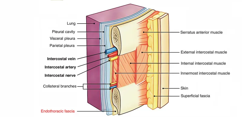 Thoracic Wall Layers and Intercostal Neurovasculature