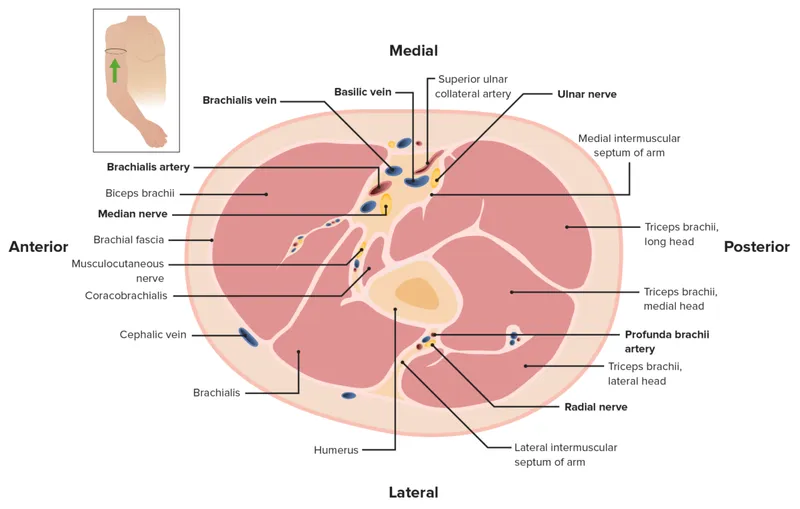 Cross-section of arm showing fascial compartments
