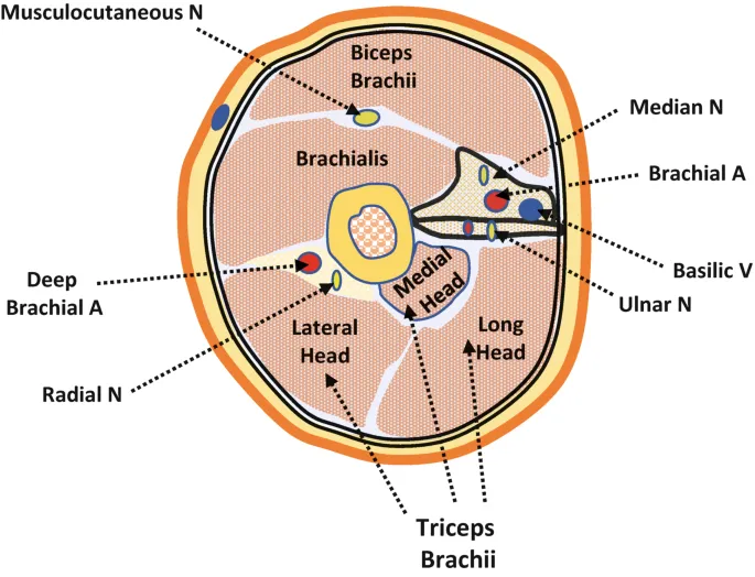 Axial cross-section of arm showing fascial compartments