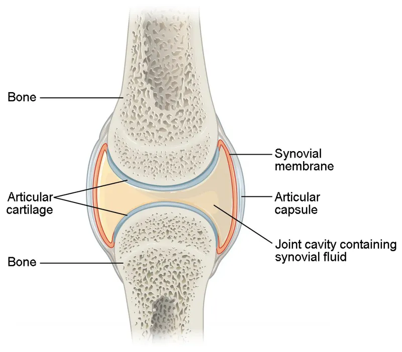 Anatomy of a Synovial Joint