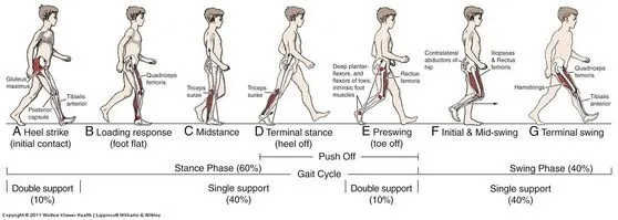 Phases of the Gait Cycle