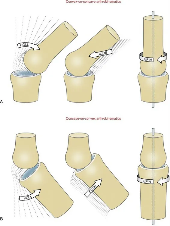 Arthrokinematic movements: roll, slide, spin