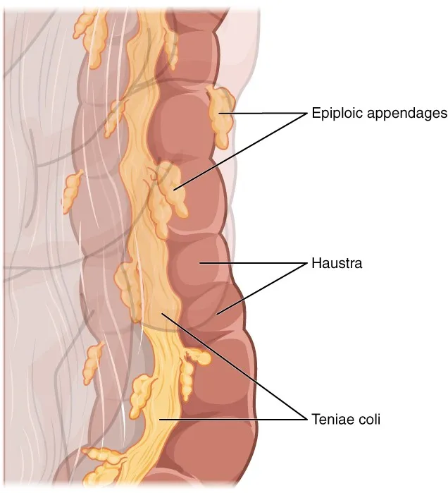 Large Intestine Anatomy: Taeniae coli, Haustra, Appendages