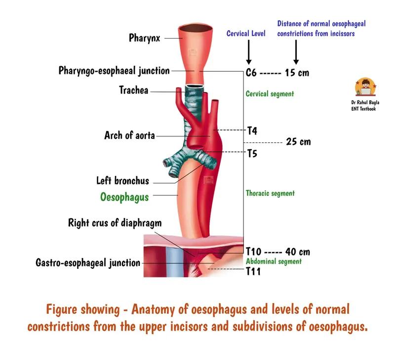 Anatomy of esophagus with constrictions and subdivisions