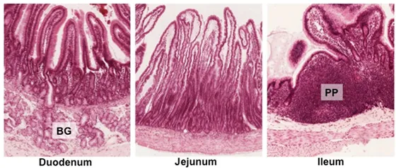 Histology of Duodenum, Jejunum, and Ileum