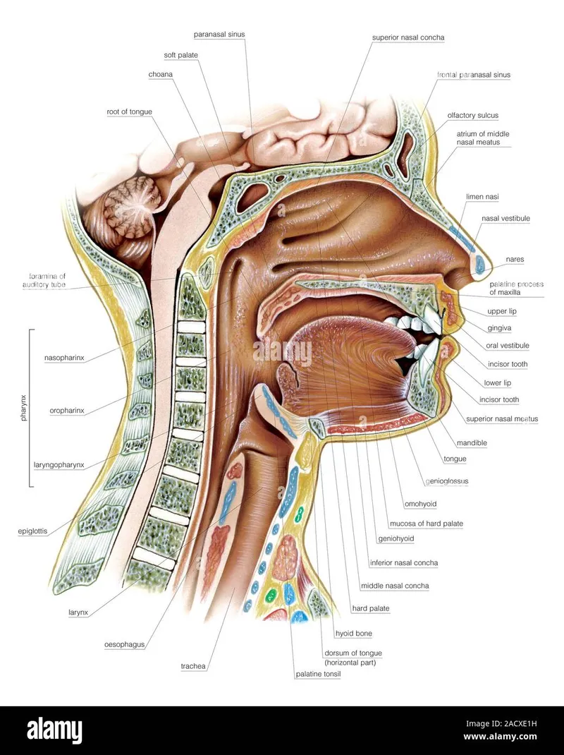 Sagittal view of oral cavity, pharynx, and nasal cavity