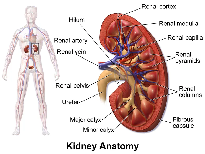 Kidney Anatomy: Coronal Section