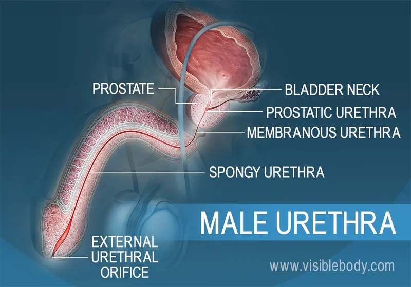Male Urethra Anatomy