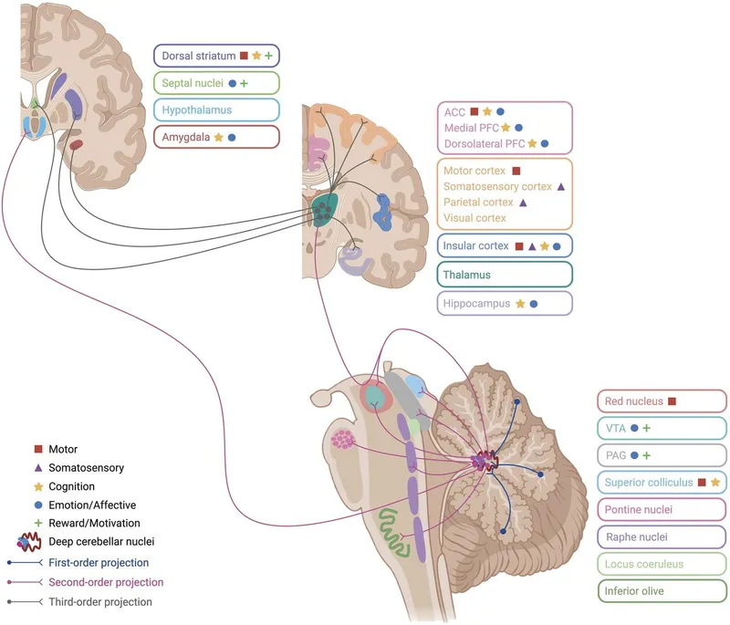 Brainstem & Cerebellar Nuclei with Functional Projections
