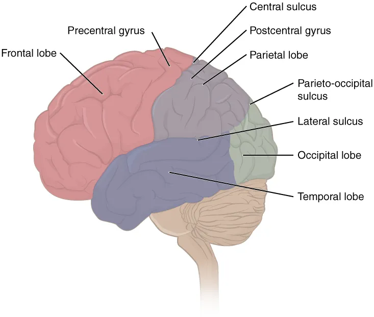 Lateral view of human brain showing lobes and key sulci