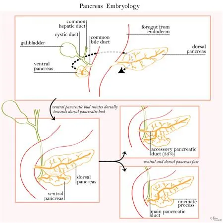 Pancreas Embryology: Bud Rotation and Fusion