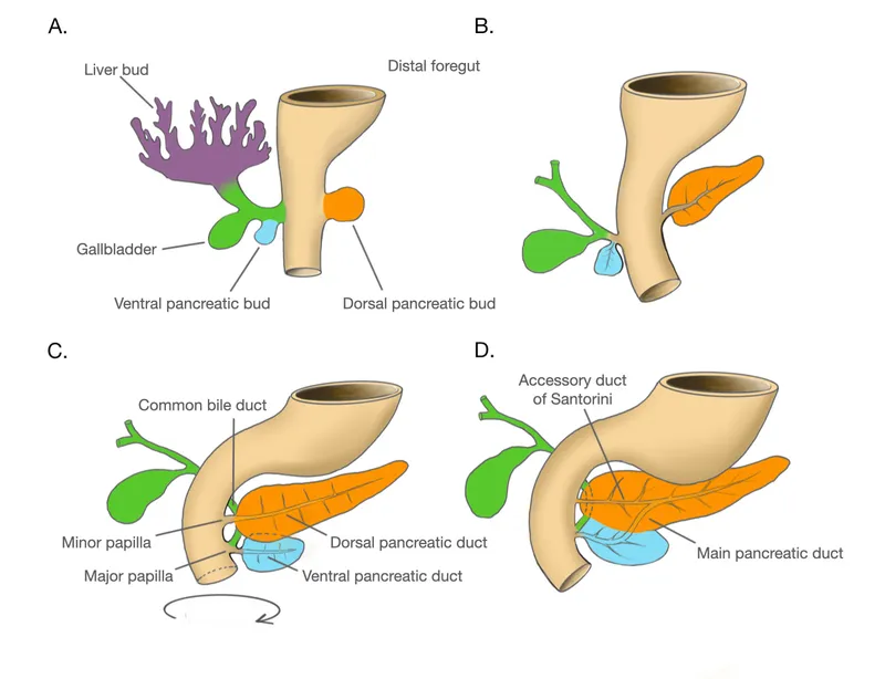Pancreatic Bud Rotation and Fusion
