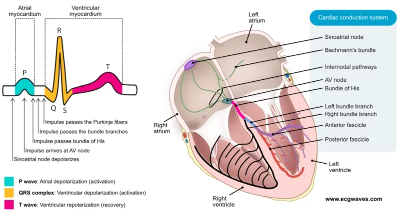 Heart electrical conduction system with ECG correlation
