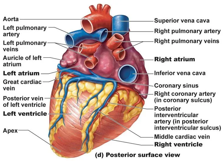 Posterior view of human heart with labeled structures