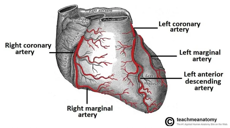 Anterior View of the Heart with Coronary Arteries