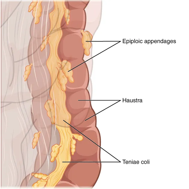 Large Intestine Anatomy: Teniae Coli, Haustra, Epiploic