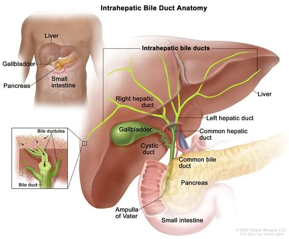 Intrahepatic Bile Duct Anatomy