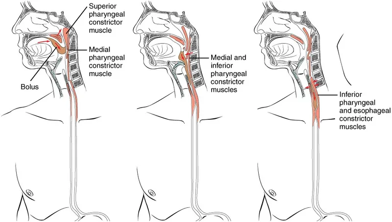 Pharyngeal and Esophageal Constrictor Muscles in Swallowing