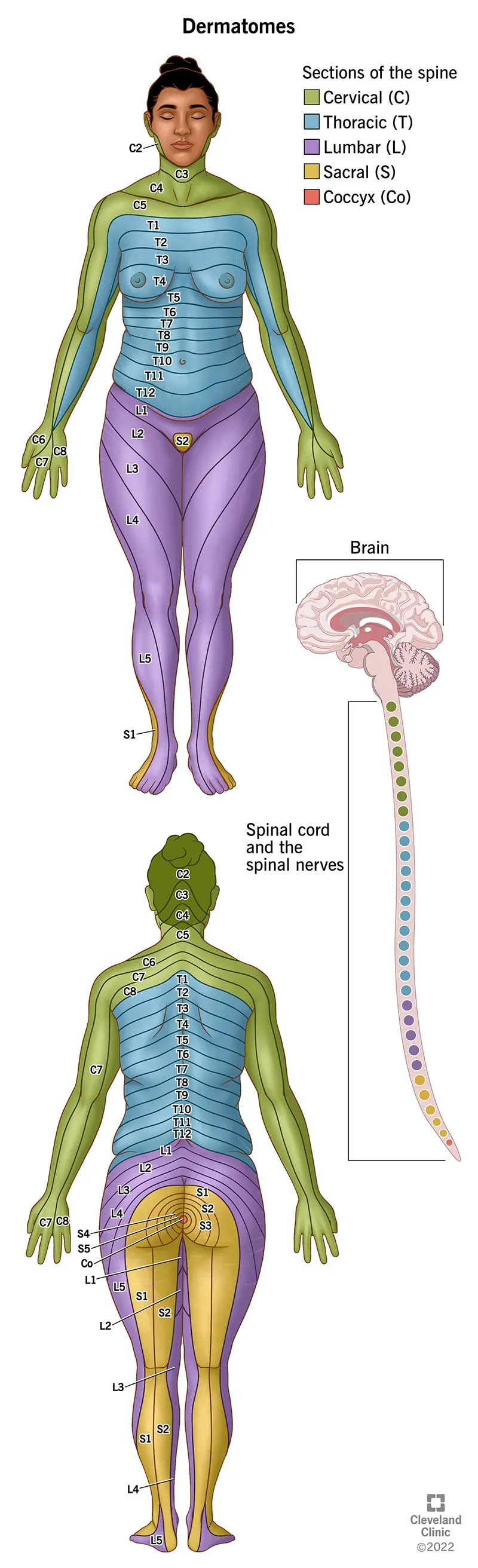 Dermatome map with spinal nerve levels and spinal cord