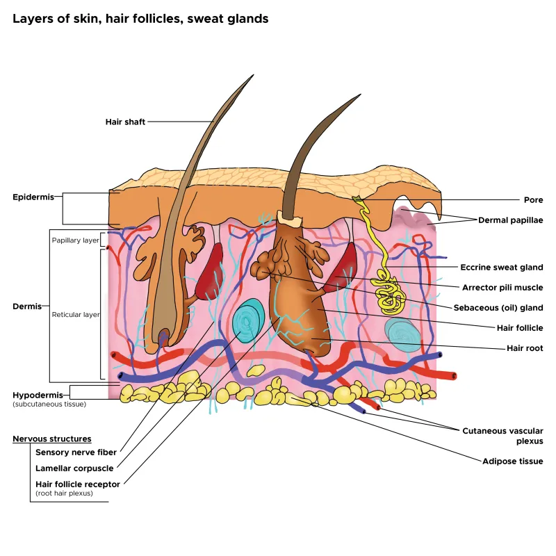 Skin Layers Cross-Section with Hair Follicles and Glands