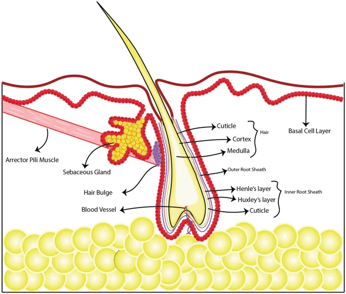 Anatomy of Hair Follicle and Associated Structures