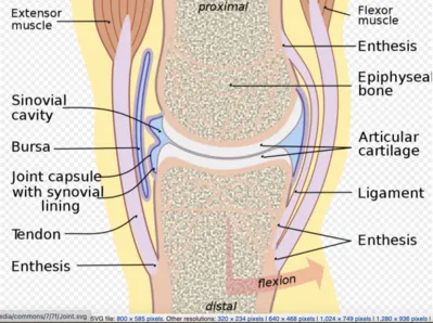 Anatomy of a Synovial Joint