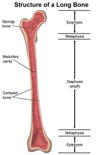 Structure of a Long Bone