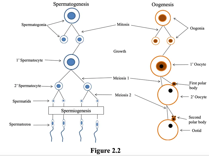 Spermatogenesis vs. Oogenesis Comparative Diagram