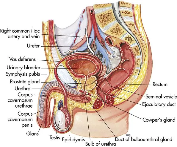 Sagittal view of male reproductive system anatomy