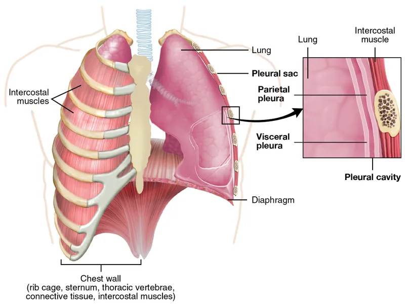 Anatomy of the Lungs, Pleura, and Chest Wall
