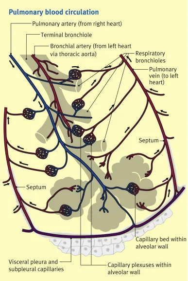 Pulmonary Blood Circulation and Bronchial Arteries