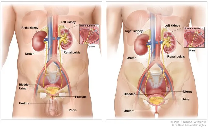 Male and Female Urinary System Anatomy