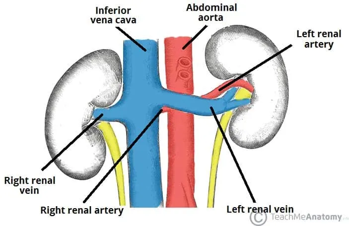 Renal Vasculature: Arterial Supply and Venous Drainage
