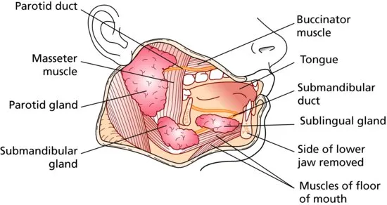 Oral Cavity Anatomy: Salivary Glands