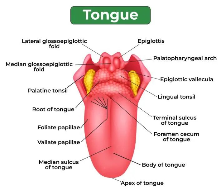 Tongue Anatomy Diagram