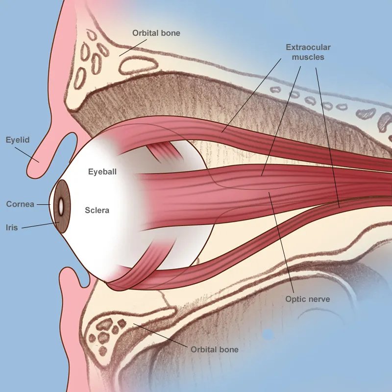 Anatomy of the Orbit and Eye