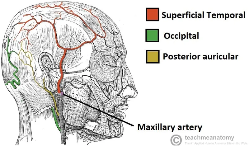 Arterial supply of the scalp and face