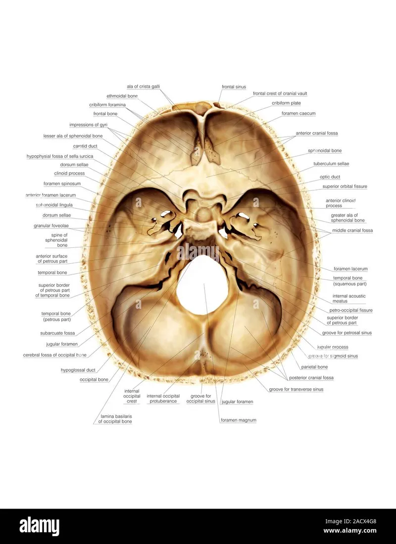 Skull base superior view with foramina labels